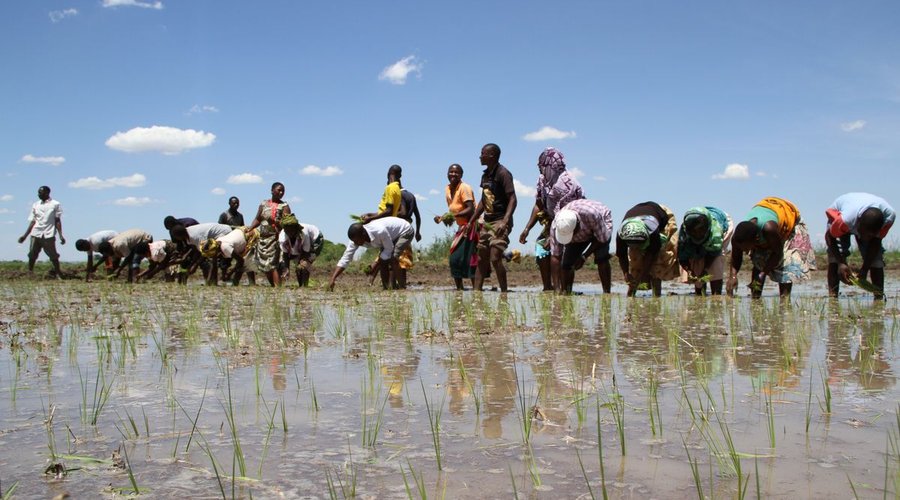 Farming Techniques Training Project. Southern Highlands of Tanzania