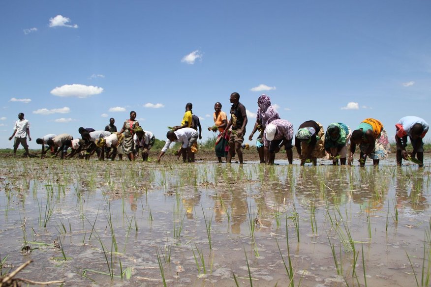 Proxecto de Formación de Técnicas Agrícolas. Terras Altas do Sur de Tanzania