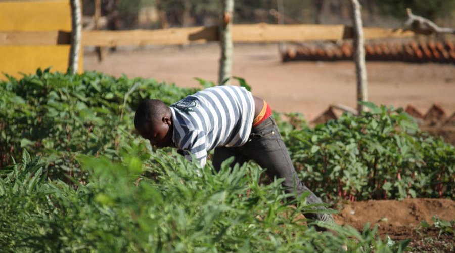 Farming Techniques Training Project. Southern Highlands of Tanzania