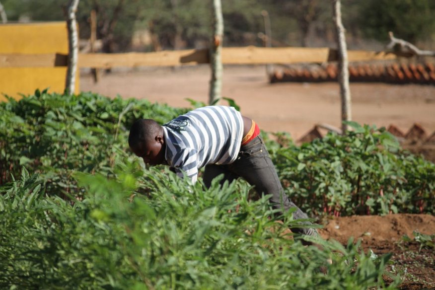 Proxecto de Formación de Técnicas Agrícolas. Terras Altas do Sur de Tanzania
