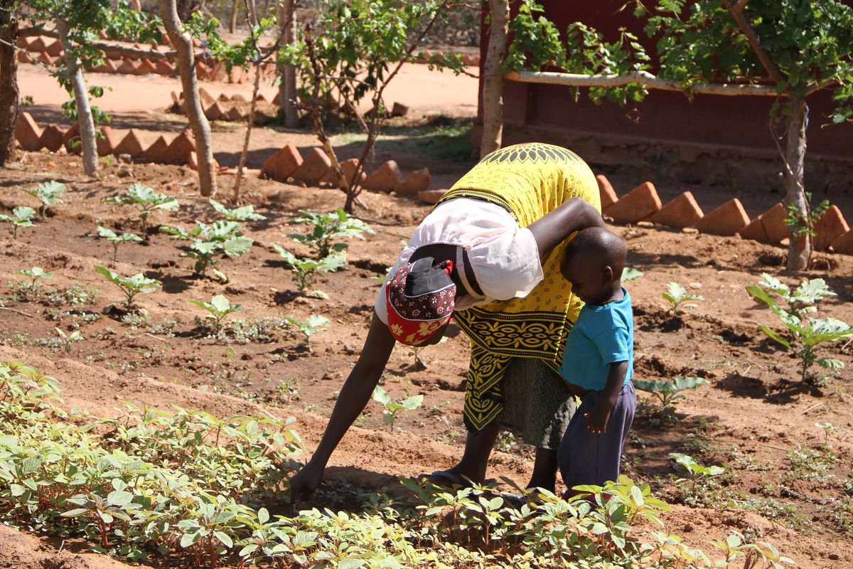 Proyecto de Formación de Técnicas Agrícolas. Tierras Altas del Sur de Tanzania