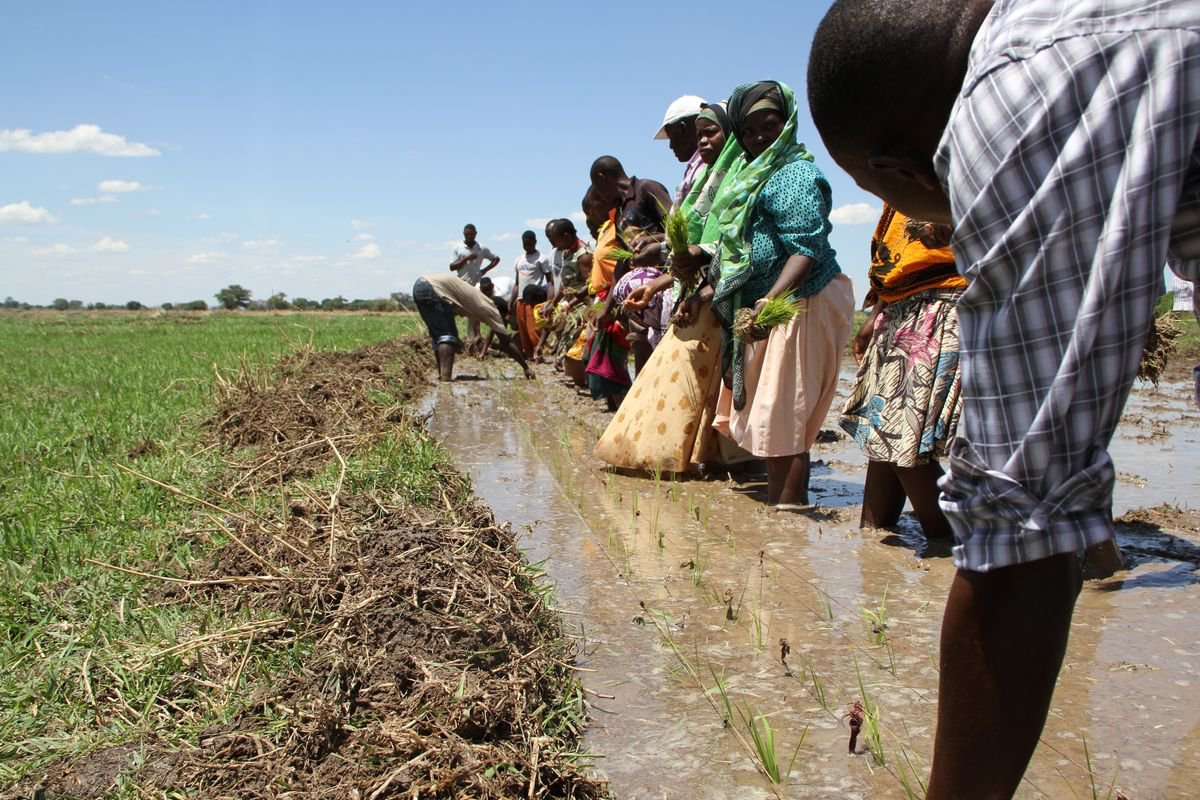 Proyecto de Formación de Técnicas Agrícolas. Tierras Altas del Sur de Tanzania