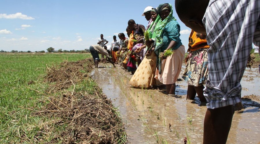 Farming Techniques Training Project. Southern Highlands of Tanzania