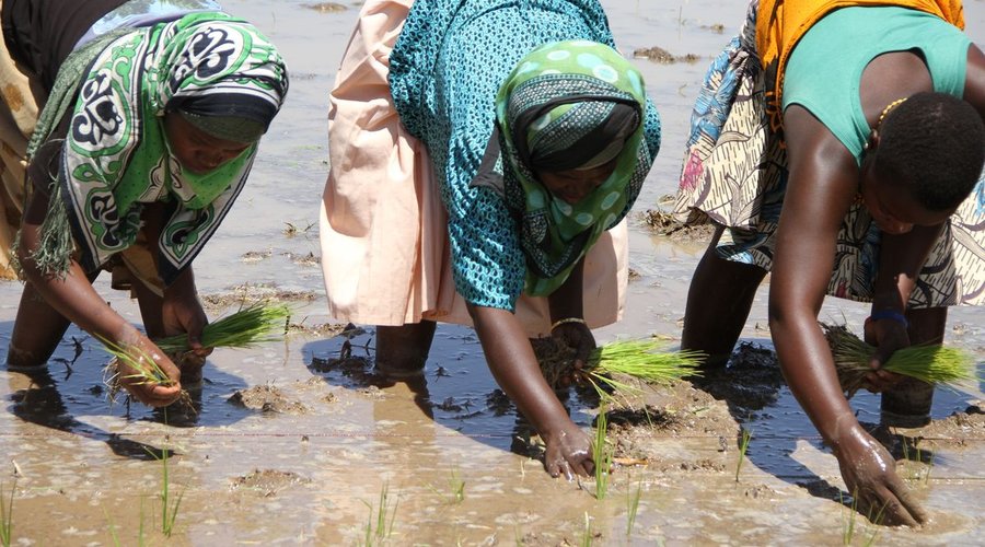 Farming Techniques Training Project. Southern Highlands of Tanzania