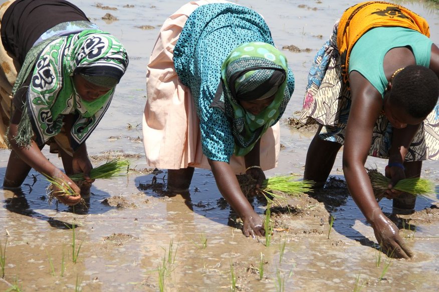 Proxecto de Formación de Técnicas Agrícolas. Terras Altas do Sur de Tanzania