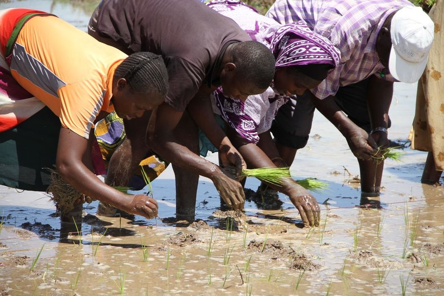 Proxecto de Formación de Técnicas Agrícolas. Terras Altas do Sur de Tanzania